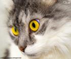 Cat желтые глаза